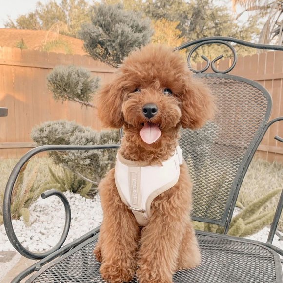 PETsRUS Premium No Pull Dog Harness 2 Leash Clips Beige Leather Neoprene Ivory - Picture 4 of 12